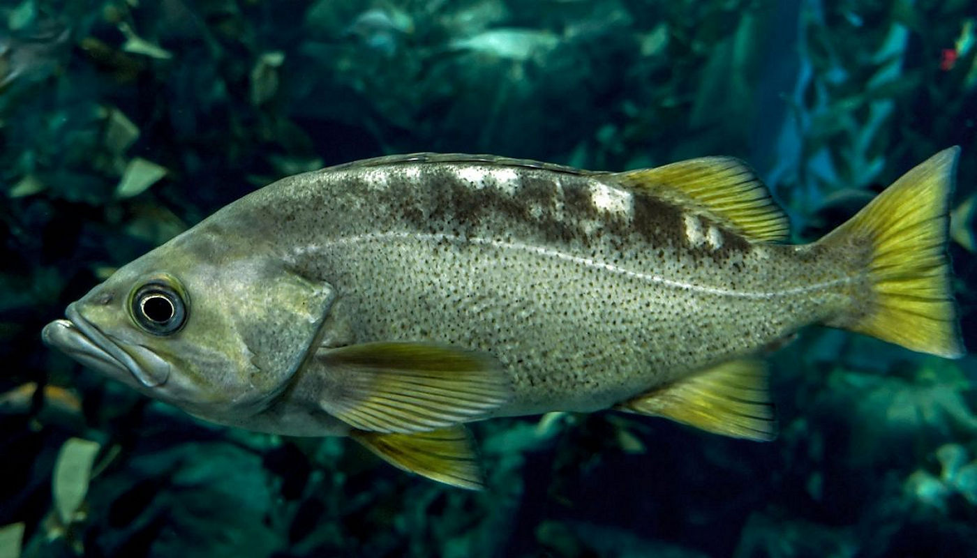 Lake Texoma Fish Species - Largemouth Bass - Info from Jacob Orr Lake Texoma Fishing Guides