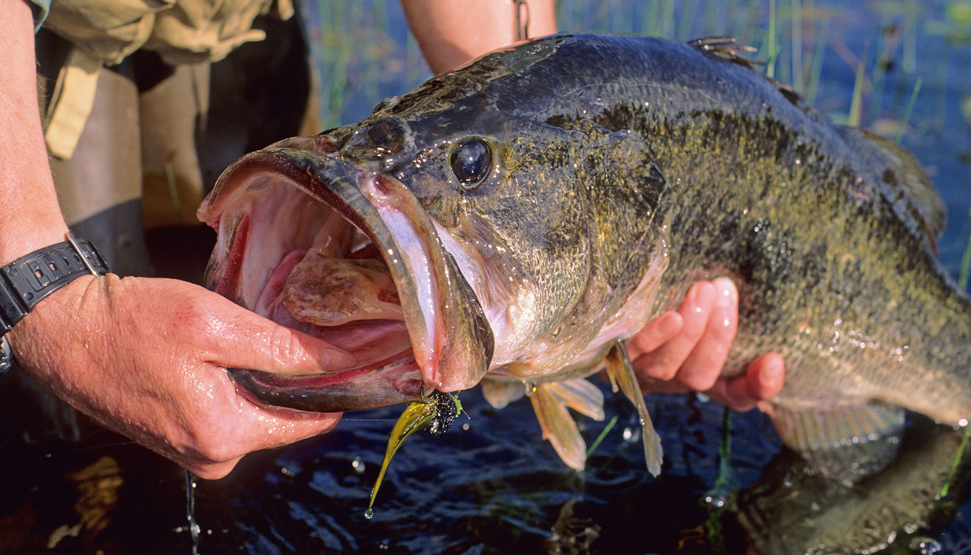 Lake Texoma Fish Species - Provided by Jacob Orr's Guaranteed Guide Service