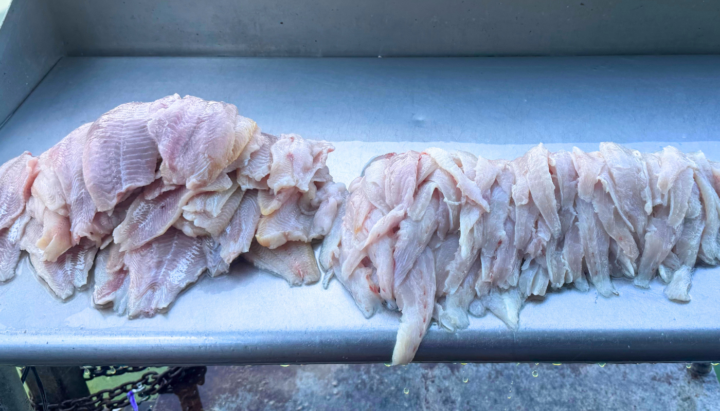 Lake Texoma Fishing Report September 18, 2026 by Jacob Orr's Guaranteed Guide Service